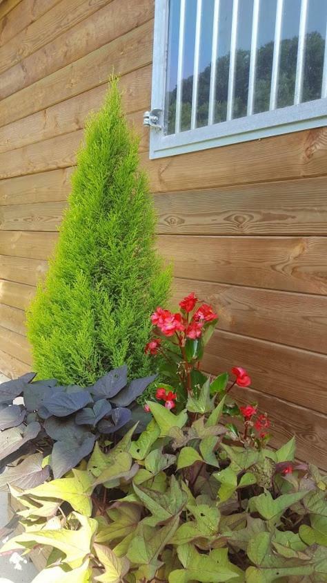 La Ferme Des Andes - Gite L'Atelier Quins Exterior foto
