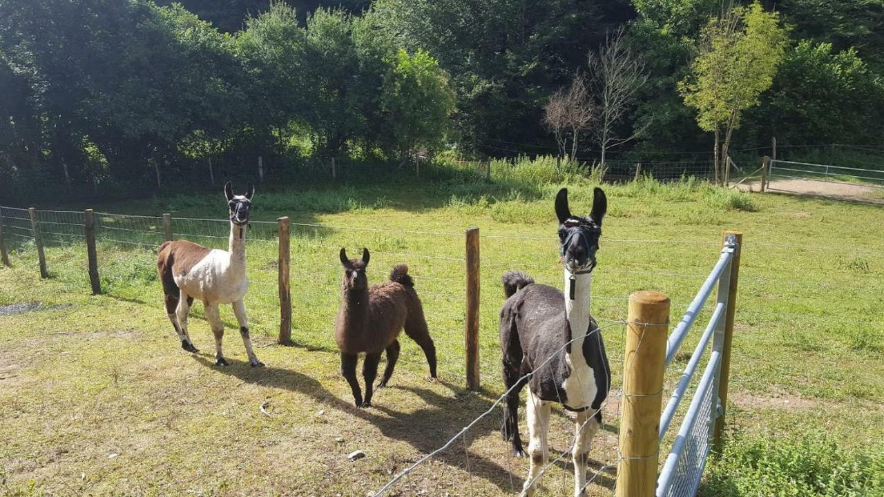 La Ferme Des Andes - Gite L'Atelier Quins Exterior foto