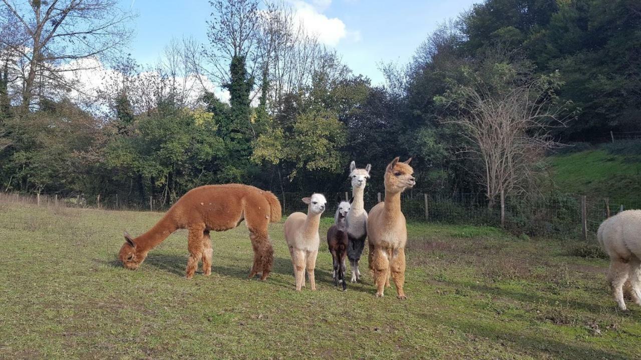La Ferme Des Andes - Gite L'Atelier Quins Exterior foto